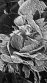 Skamielina