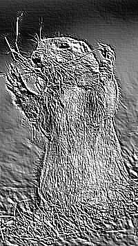 Skamielina