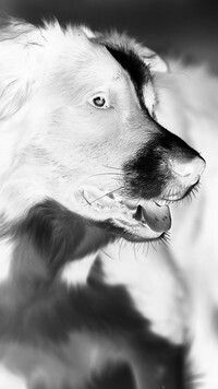 Szary + Negatyw