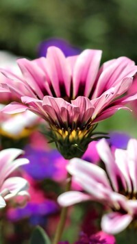 Oryginalny obrazek