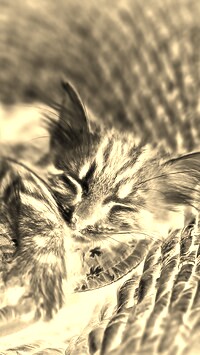 Sepia + Negatyw