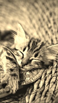Szary + Sepia