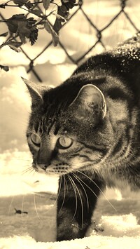 Szary + Sepia