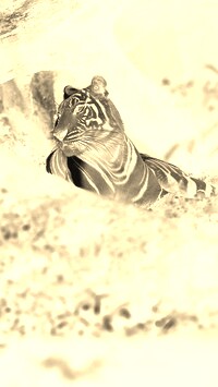 Sepia + Negatyw