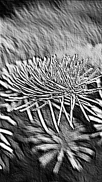 Skamielina