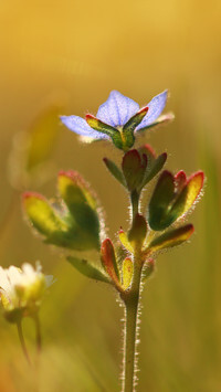 Oryginalny obrazek