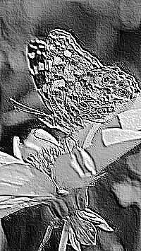 Skamielina