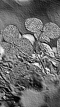 Skamielina
