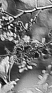 Skamielina