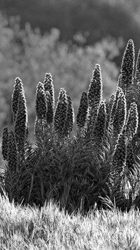 Szary