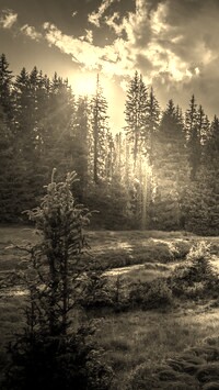Sepia