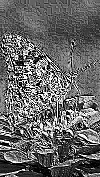 Skamielina