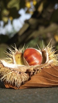 Oryginalny obrazek