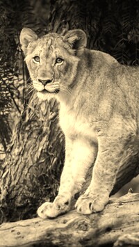 Sepia