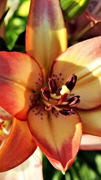 Oryginalny obrazek