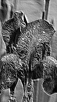Skamielina