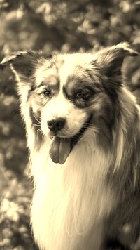 Szary + Sepia