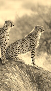 Szary + Sepia