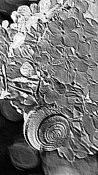 Skamielina