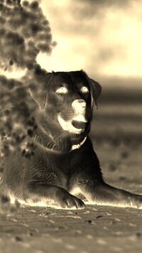 Sepia + Negatyw