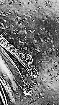 Skamielina
