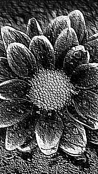 Skamielina