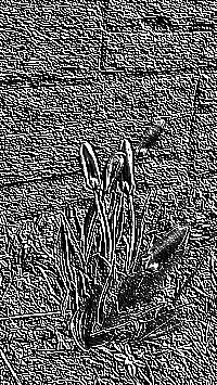 Skamielina