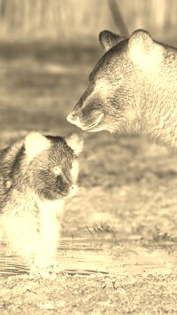 Sepia + Negatyw