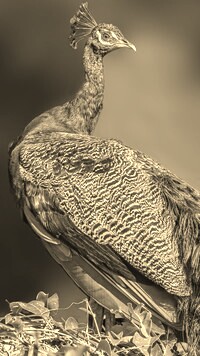 Szary + Sepia