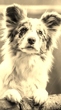 Sepia