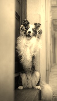 Szary + Sepia