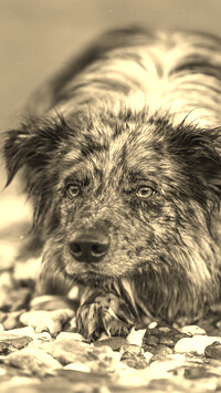 Szary + Sepia