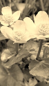 Szary + Sepia