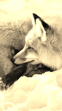 Szary + Sepia