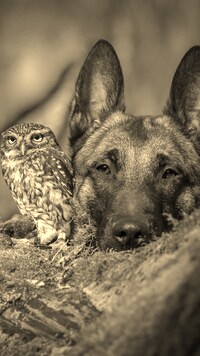 Szary + Sepia