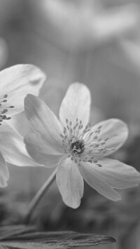 Szary