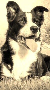 Szary + Sepia