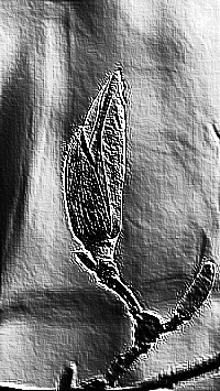Skamielina