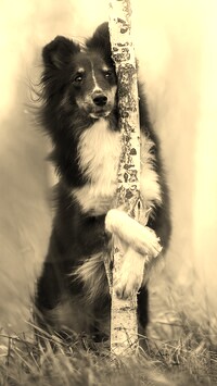 Szary + Sepia
