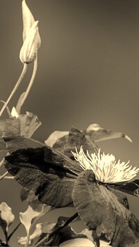 Szary + Sepia
