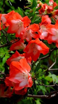Oryginalny obrazek