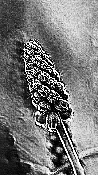 Skamielina