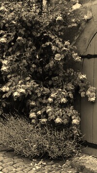 Szary + Sepia