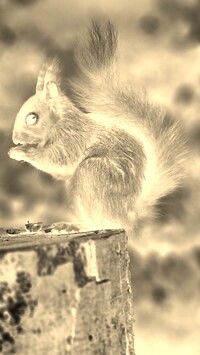 Sepia + Negatyw