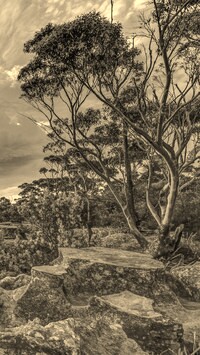 Sepia