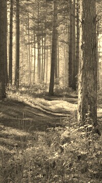 Szary + Sepia