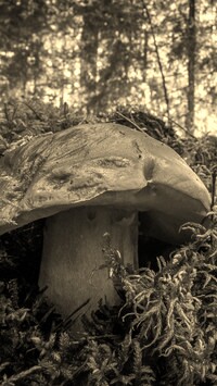 Szary + Sepia