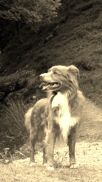 Sepia