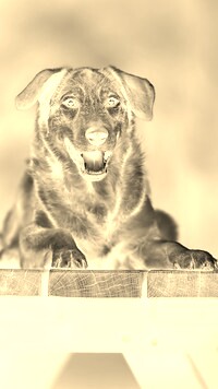 Sepia + Negatyw