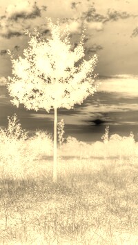 Sepia + Negatyw